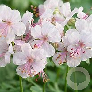 Geranium cant. 'Biokovo' 15-20 cm P9