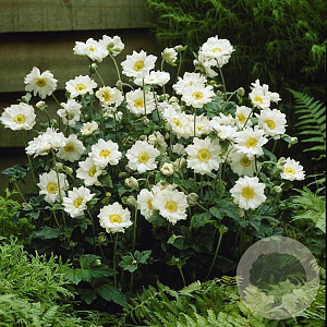 Anemone hyb. 'Whirlwind' 15-20 cm P9