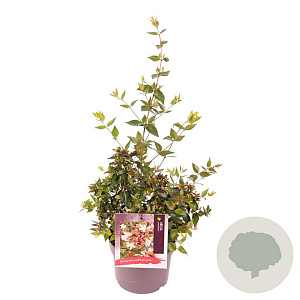 Abelia grandiflora 20-25 cm 2,0L