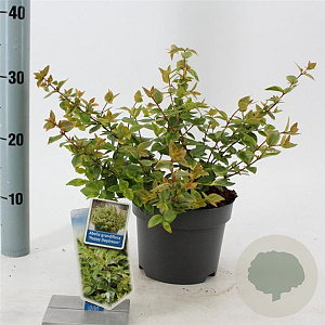 Abelia grandifl. Happy Daydream 25-30 cm 2,0L