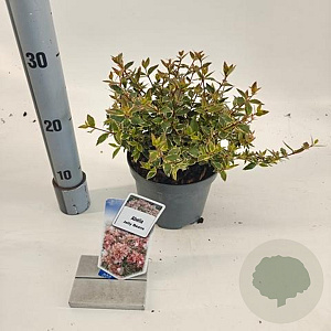Abelia grandifl. Jelly Beans 25-30 cm 2,0L