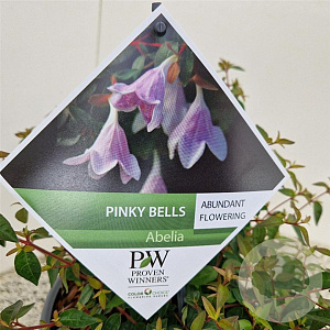 Abelia Pinky Bells 25-30 cm 3,0L