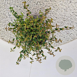 Abelia Pinky Bells 25-30 cm 3,0L