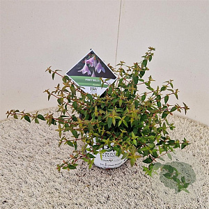 Abelia Pinky Bells 25-30 cm 3,0L