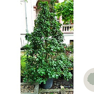 Acer campestre 'Eco Sentry' 200-210 cm container piramide