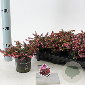 Erica darl. 'Kramer's Rote' 10 cm P10,5