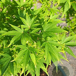 Acer pal. 'Sangokaku' 200 cm container solitair