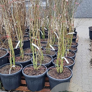 Albizia julibrissin 150-175 cm 35L najaarspotting