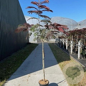 Albizia julibr. 'Evi's Pride' 175-225 10L 120 cm stam