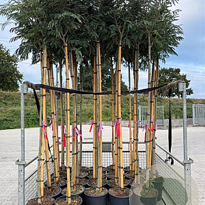 Albizia julibr. Ombrella 8-10 HO container