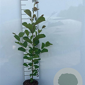 Alnus glutinosa 80-100 cm 2,0L