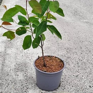 Amelanchier lamarckii 60-80 cm 2,0L