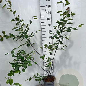 Amelanchier lamarckii 125-150 cm 5,0L