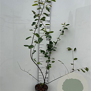 Amelanchier lamarckii 125-150 cm 5,0L