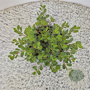 Arctostaphylos uva-ursi 20-25 cm C1.5