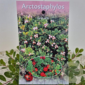 Arctostaphylos uva-ursi 20-25 cm C1.5
