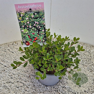 Arctostaphylos uva-ursi 20-25 cm C1.5