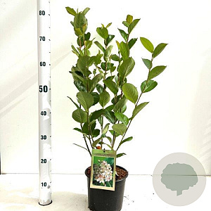 Aronia prunifolia 'Viking' 20-25 cm 2,0L