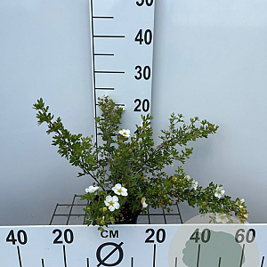 Potentilla f. 'Abbotswood' 30-40 cm C1.3