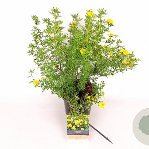 Potentilla f. 'Goldfinger' 30-40 cm 3,0L
