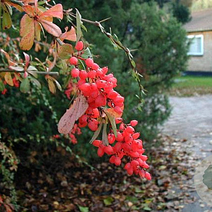 Berberis aggregata 125-150 cm met kluit struik
