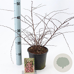 Berberis thunb. 'Harlequin' 20-25 cm 2,0L