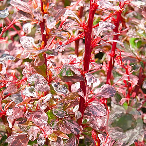Berberis thunb. 'Harlequin' 20-25 cm 2,0L