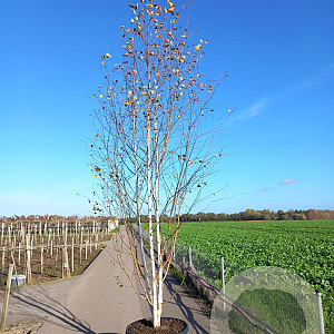 Betula utilis 'Doorenbos' 300-350 cm cont. 160L meerstammig
