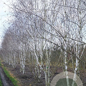 Betula utilis 'Doorenbos' 800-900 cm draadkluit meerstammig