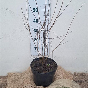 Betula utilis jacquemontii 60-80 cm 7,5L