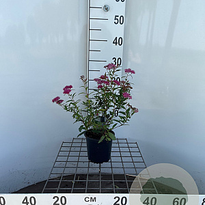 Spiraea jap. 'Anthony Waterer' 30-40 cm C1.3