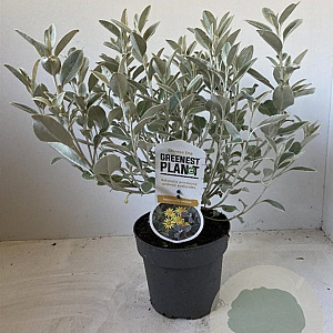 Brachyglottis 'Sunshine' 25-30 cm 2,0L