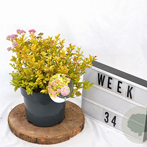 Spiraea jap. 'Golden Princess' 25-30 cm 3,0L
