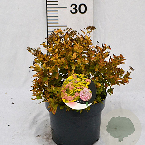 Spiraea jap. 'Golden Princess' 25-30 cm 3,0L