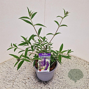 Buddleja d. 'Black Knight' 30-35 cm 3,0L