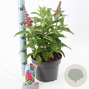 Buddleja d. B. Candy Little Ruby 30-40 cm 5,0L