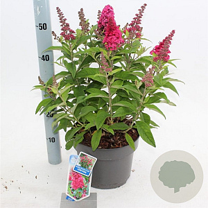 Buddleja d. B. Candy Little Ruby 30-40 cm 5,0L
