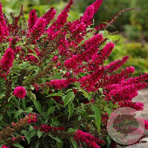 Buddleja d. 'Royal Red' 100-120 cm 10L