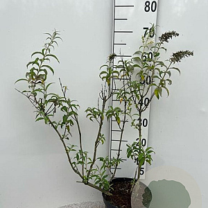 Buddleja d. 'White Profusion' 60-80 cm 5,0L