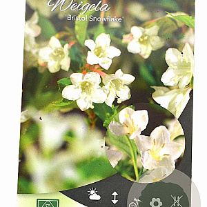 Weigela 'Bristol Snowflake' 40-50 cm 3,0L