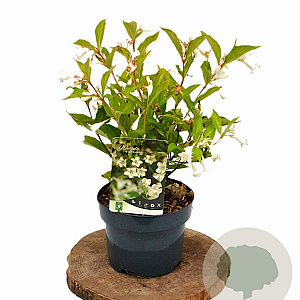 Weigela 'Bristol Snowflake' 40-50 cm 3,0L