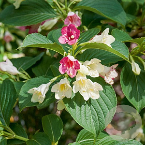 Weigela 'Marjorie' 50-60 cm 3,0L