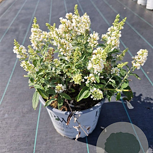 Buddleja White Chip 30-40 cm 7,5L
