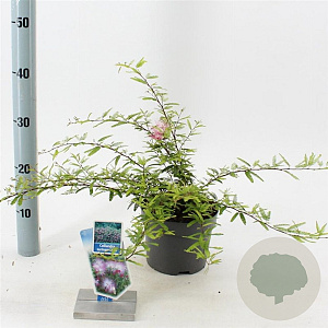 Calliandra surina. 'Dixie Pink' 25-30 cm 2,0L