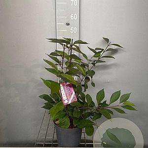 Callicarpa bod. 'Profusion' 40-50 cm 3,0L