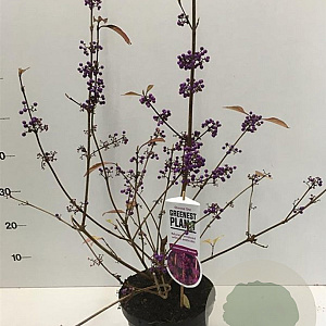 Callicarpa bod. 'Profusion' 40-50 cm 3,0L