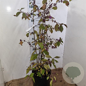 Callicarpa bod. 'Profusion' 100-125 cm 15L