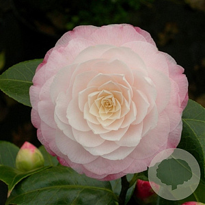 Camellia japonica 12-14 HA container 80-100 100 cm stam