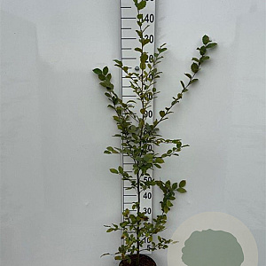 Carpinus betulus 125-150 cm 5,0L