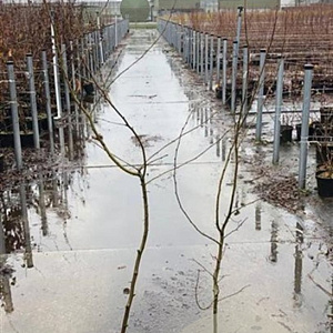 Carpinus betulus 150-175 cm 5,0L